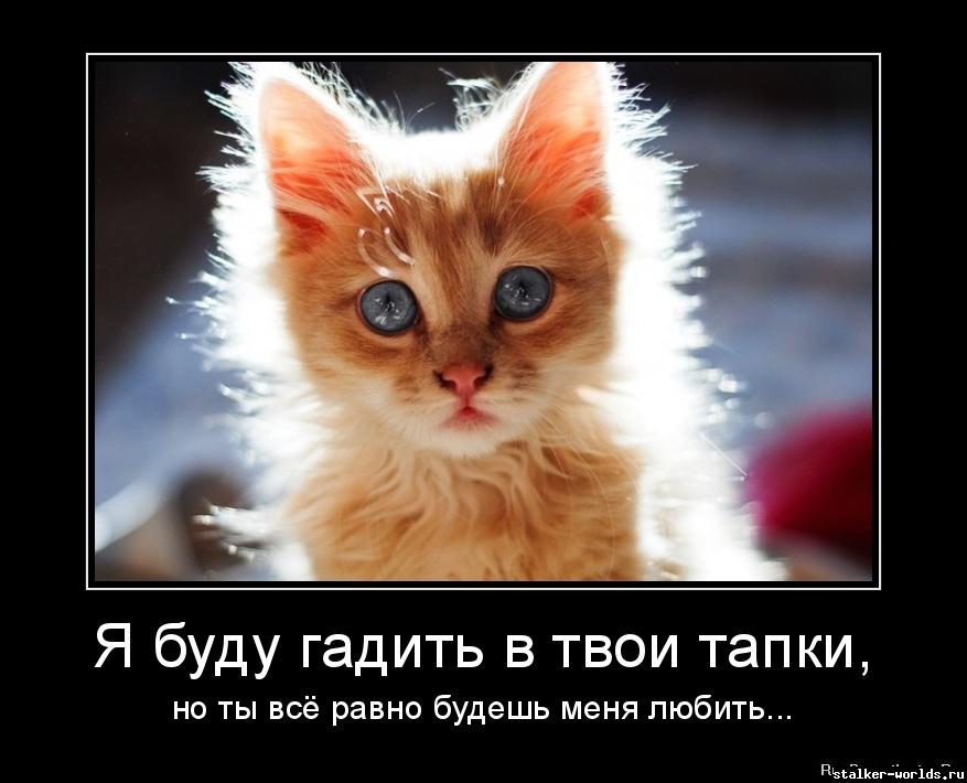 sw_1478511962__11_omi_1_tapki_b_m_par_pr