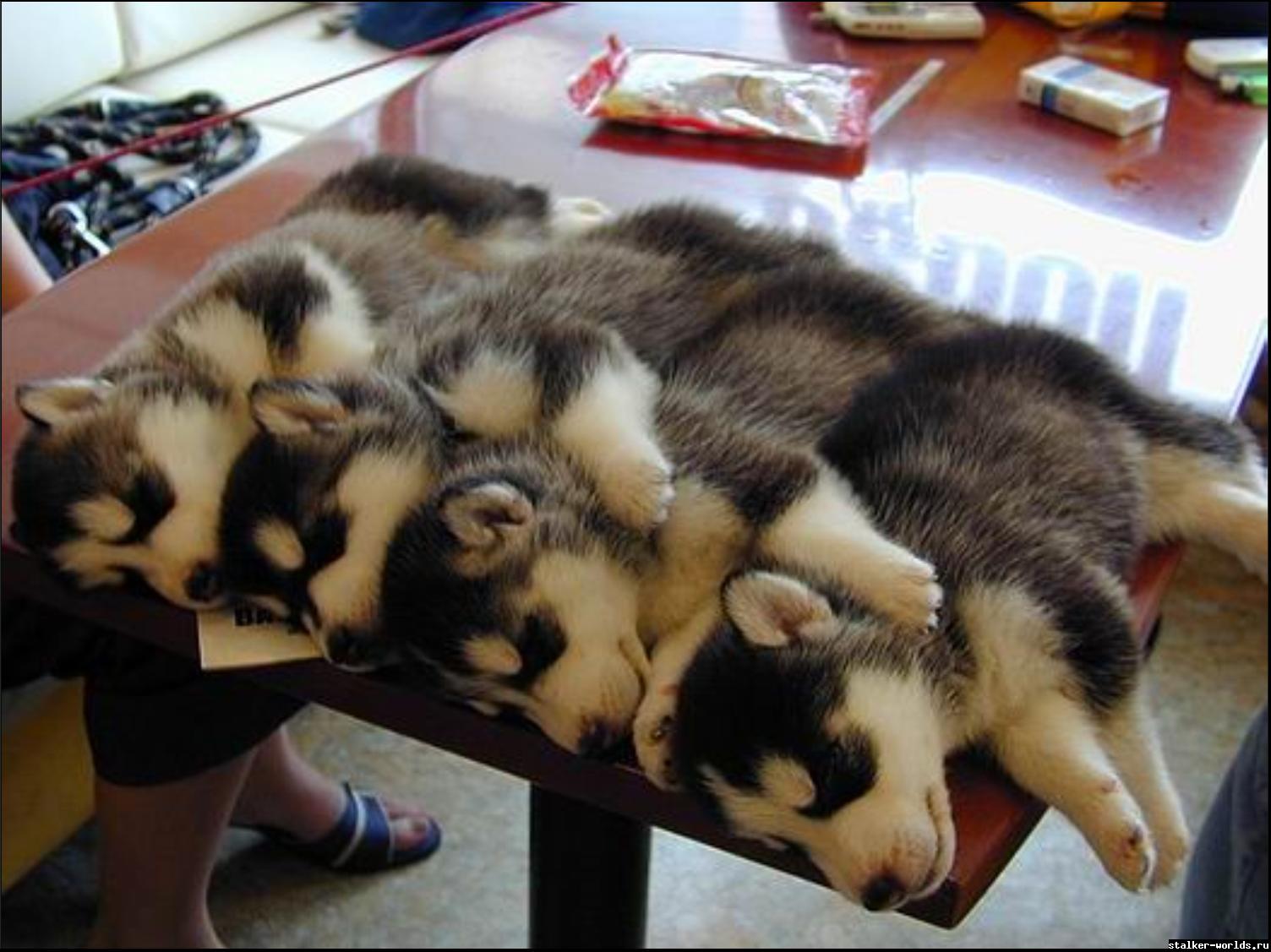 sw_1478543337__stackable-huskies-_txx3.j